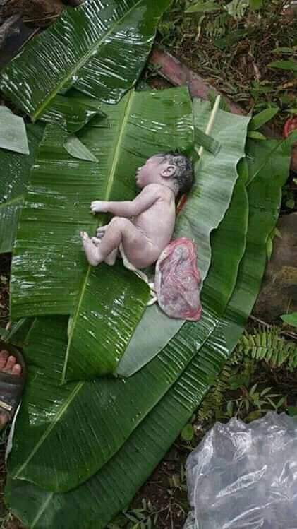 new born on leaves